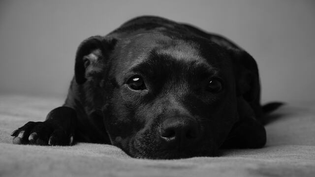 Perrito / Imagen ilustrativa