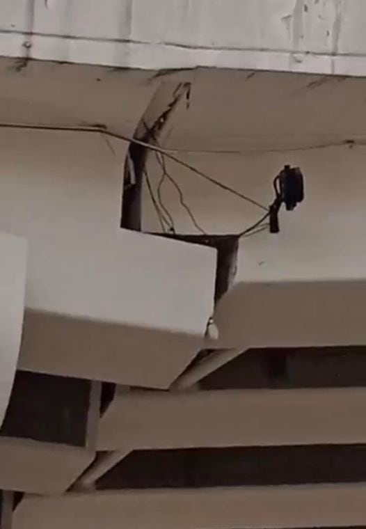 Puente en Bosque Real