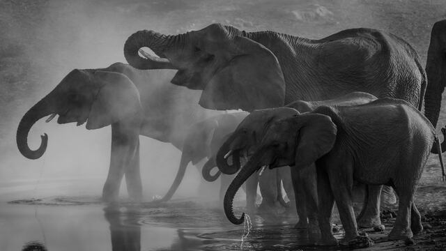 Zimbabue sacrificará a 200 elefantes