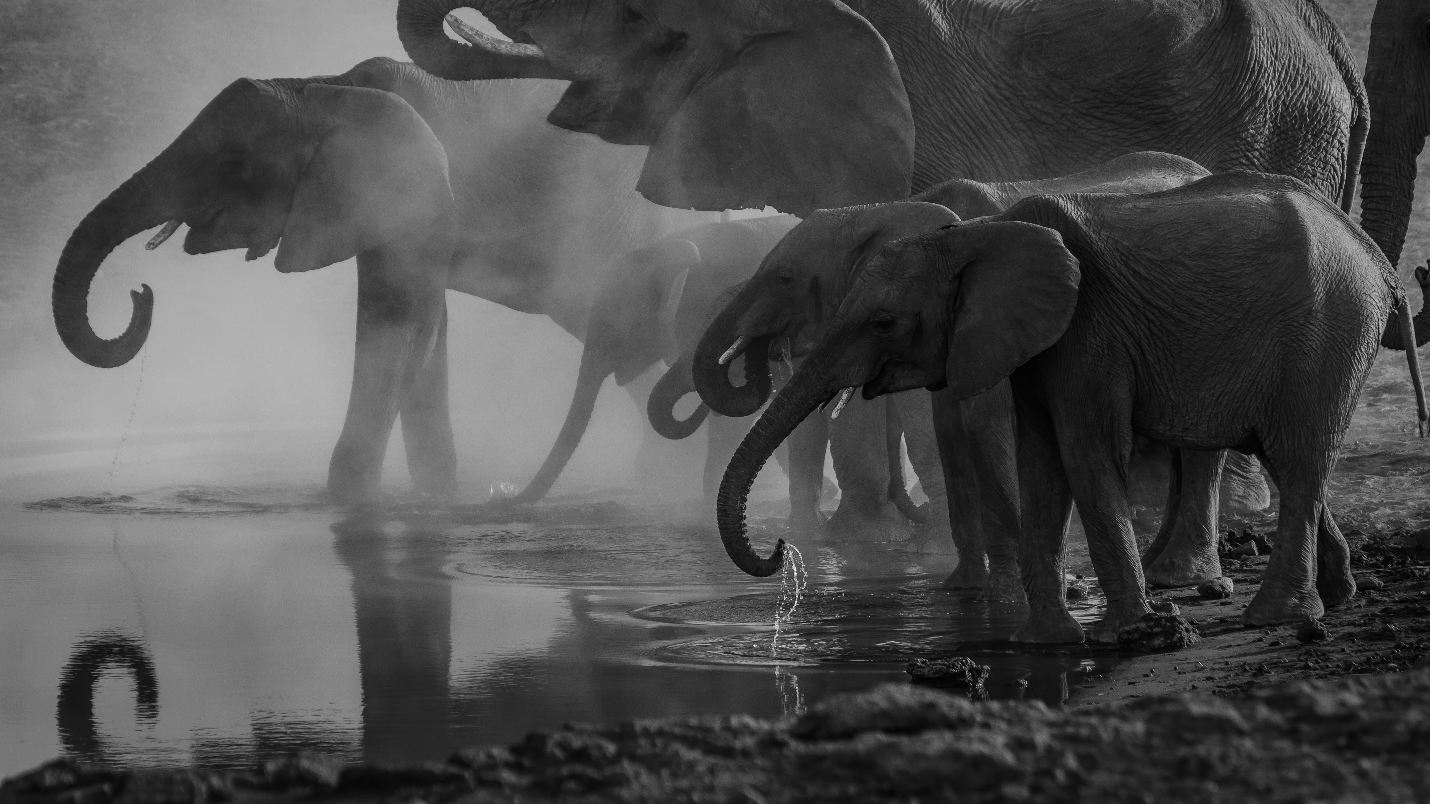 ¿Por qué Zimbabue sacrificará a 200 elefantes? Una sequía llevó a la polémica decisión