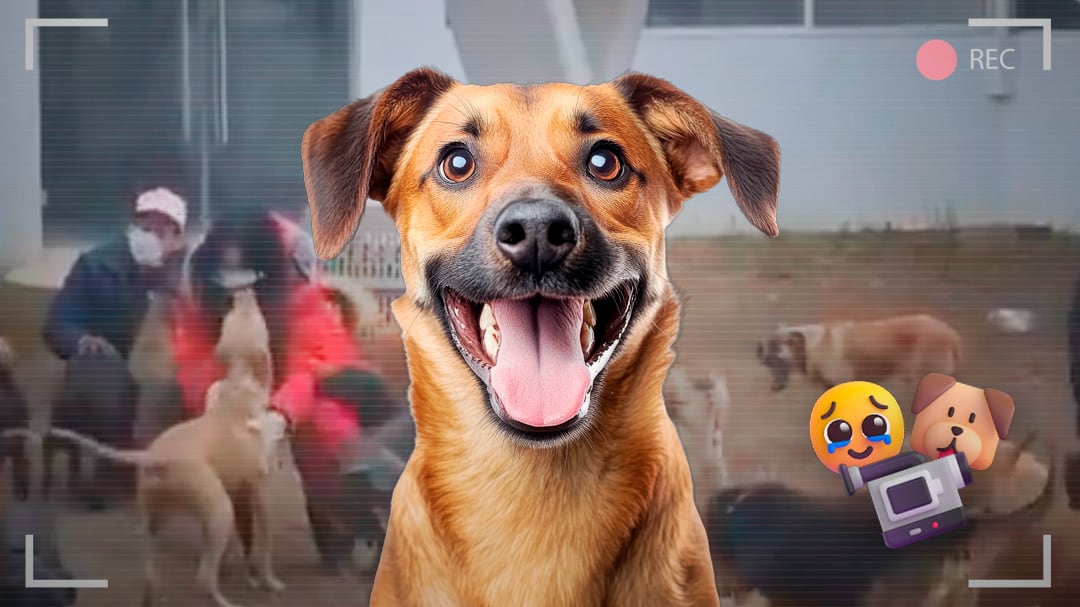 Emotivos reencuentros: Refugio Franciscano comparte videos y pide devolución de animales