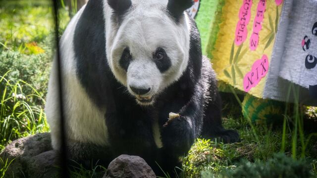 Celebración de los 33 años de edad de la panda gigante Xin-Xin