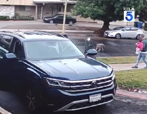 Coyote atacando a niña en vecindario de Los Ángeles