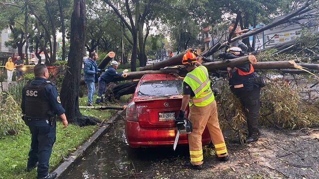 Atienden reportes por caídas de árboles en Coyoacán