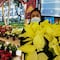 Arranca Festival de Flores de Nochebuena 2021 en CDMX