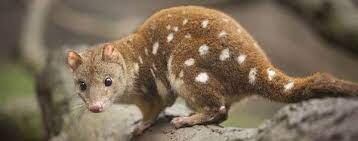 Quol de cola manchada