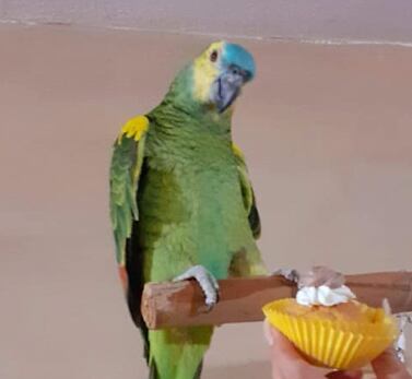 Pancho probando su pastel