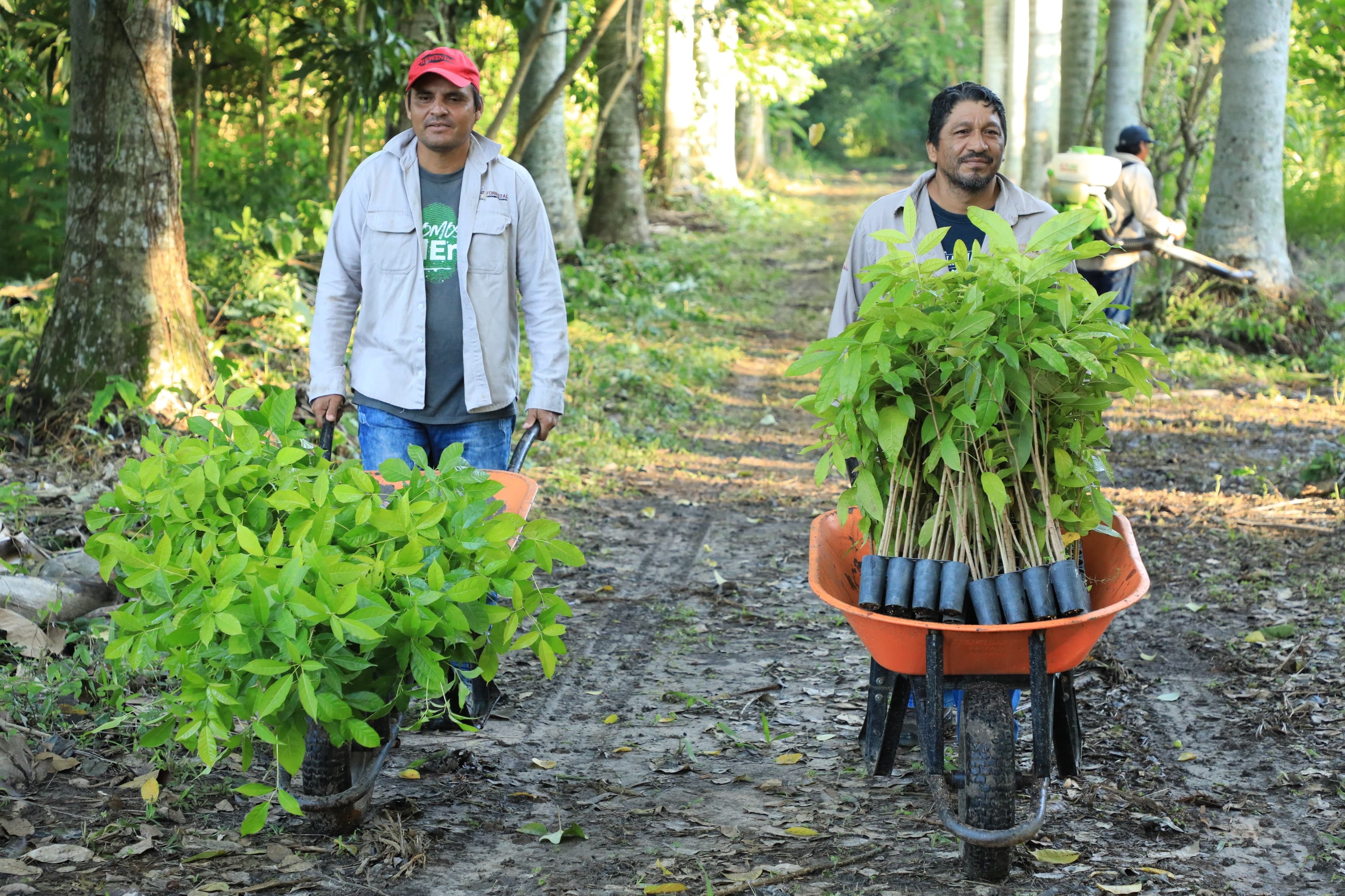 Jornada de Reforestación 2025 logró sembrar más de dos mil árboles en Tabasco