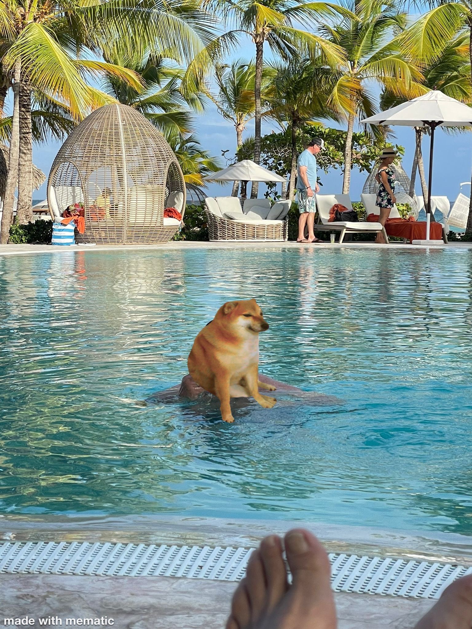 Los memes del Perro Bermúdez