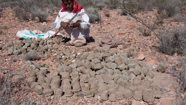 Huicholes recogen peyote. Sólo pueblos indígenas podrían usarlo junto con hongos alucinógenos