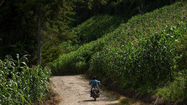 Pobladores tsotsiles de la región realizan labores de mantenimiento en los sembradíos de maíz.