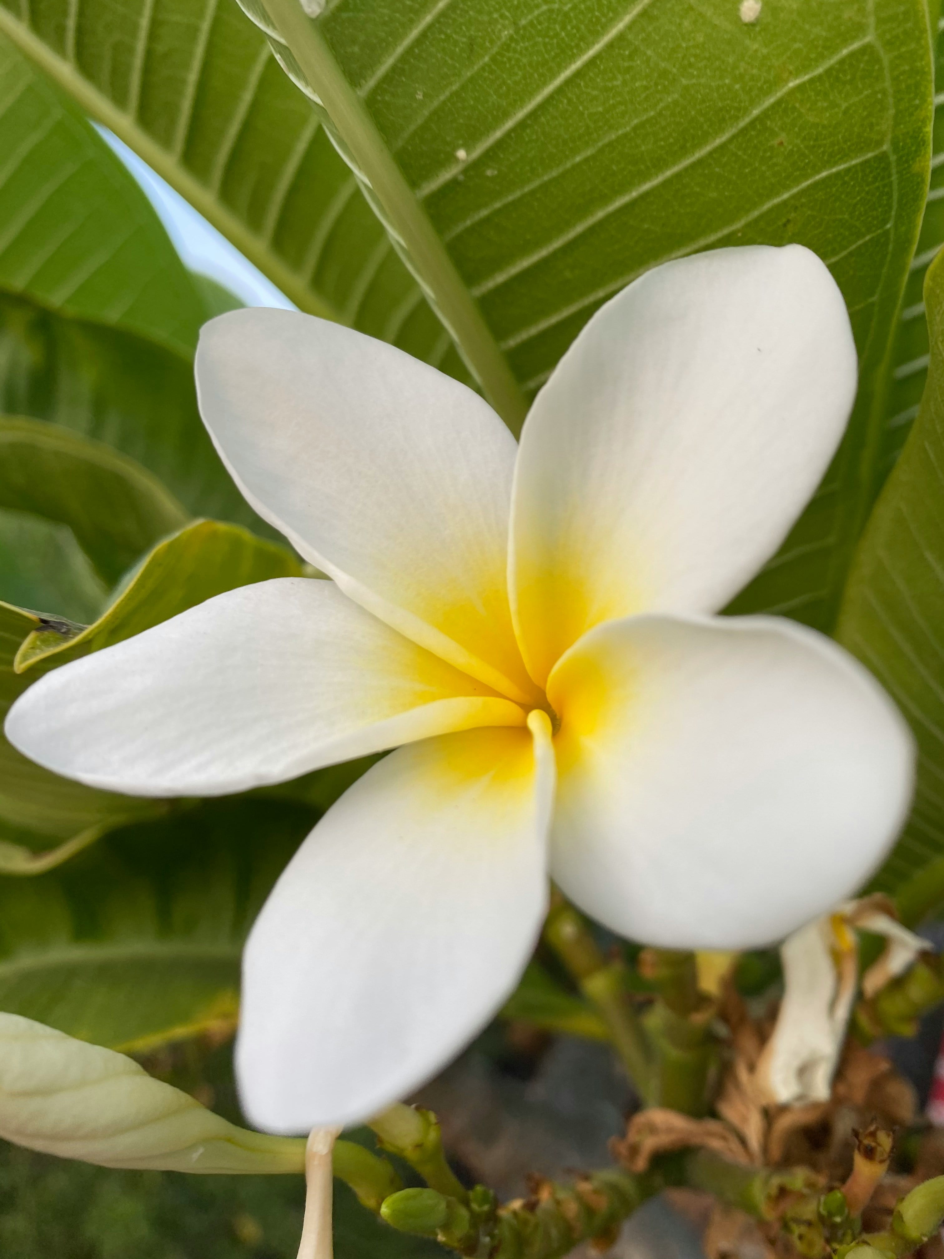 Flor de mayo o Plumeria Rubra
