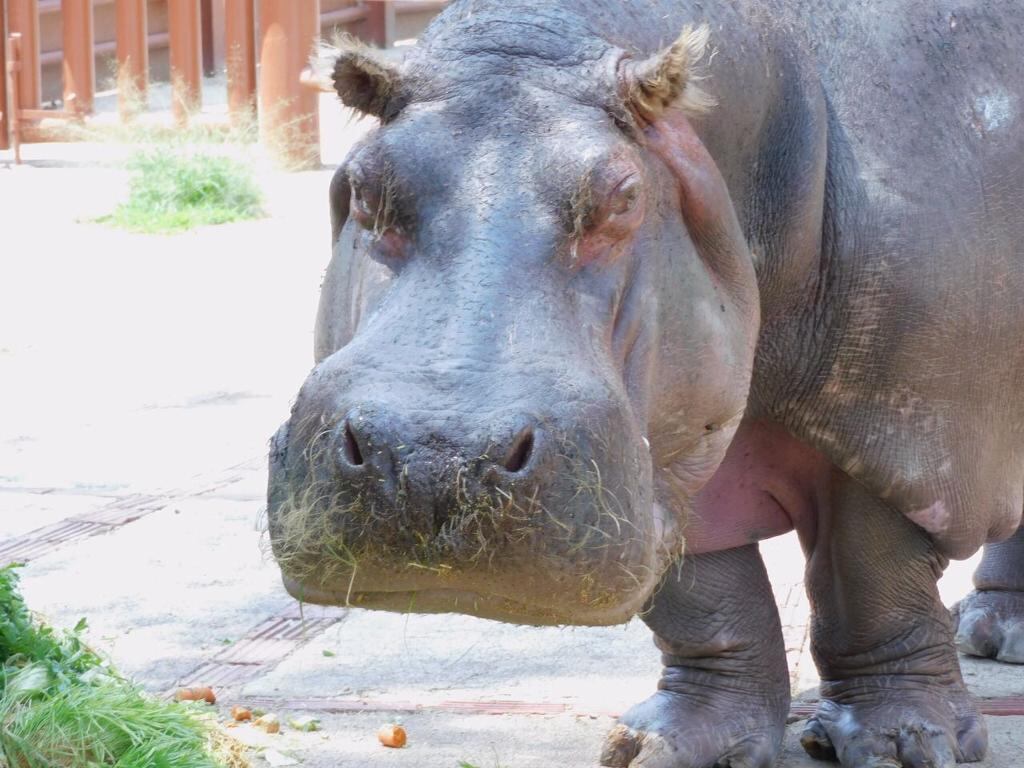 Muere ‘Inés’, la hipopótama de 50 años que vivía en el Zoológico de San Juan de Aragón