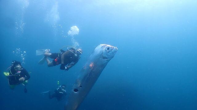Pez remo encontrado en Taiwán