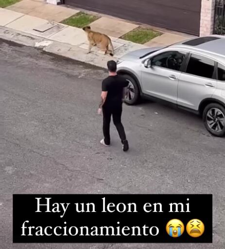 León es captado en un Fraccionamiento por Yeri Mua
