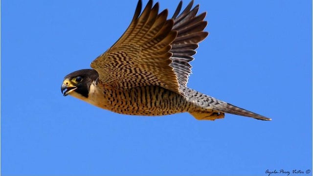 Halcón peregrino.
