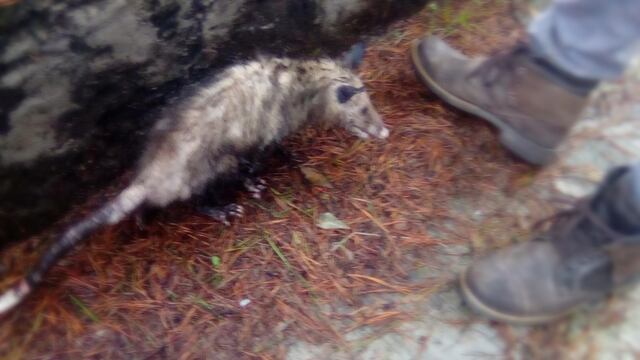 Tlacuache, marsupial mexicano