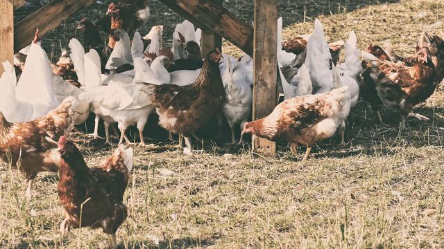 Gallinas en una granja