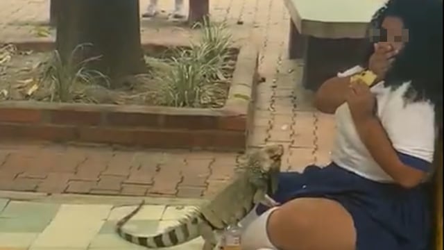 Iguana la sorprende en el recreo y se hace viral