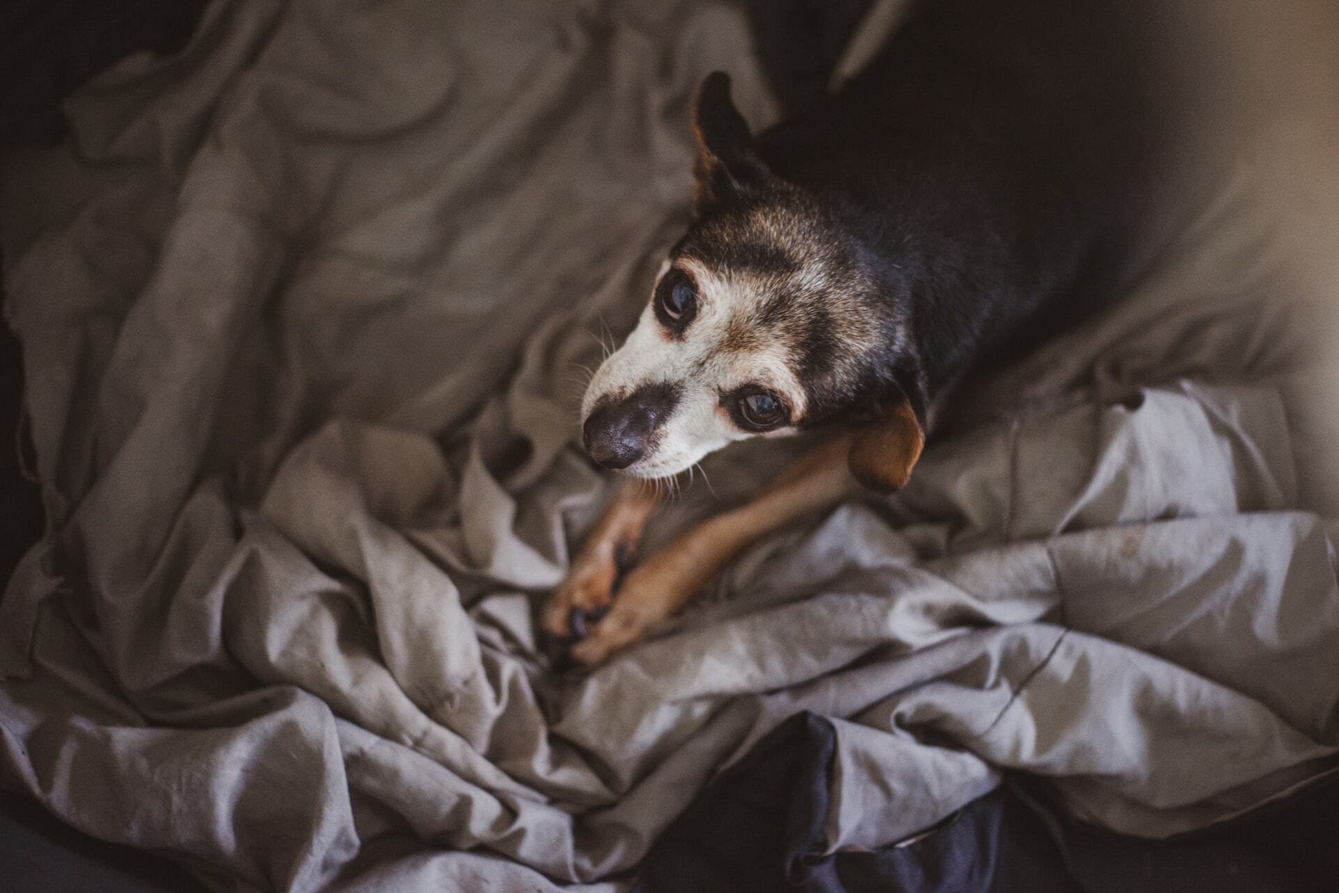 Perro viejo