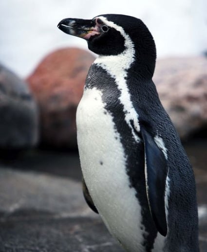 Pingüinos gay adoptan polluelo
