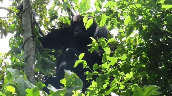 Nace bebé gorila de especie en peligro de extinción