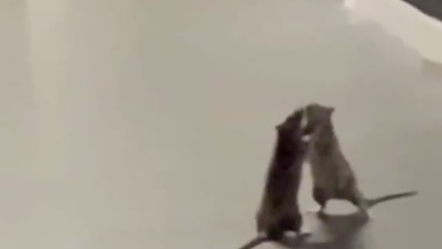 Dos ratas peleando