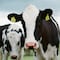 Gripe aviar: fragmentos del virus son encontrados en la leche pasteurizada