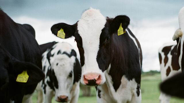 Vacas