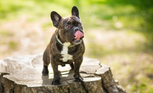 Bulldog francés