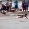 VIDEO: Habitantes de Teapa, Tabasco, salvan a agente de la Guardia Nacional que era arrastrado por la corriente