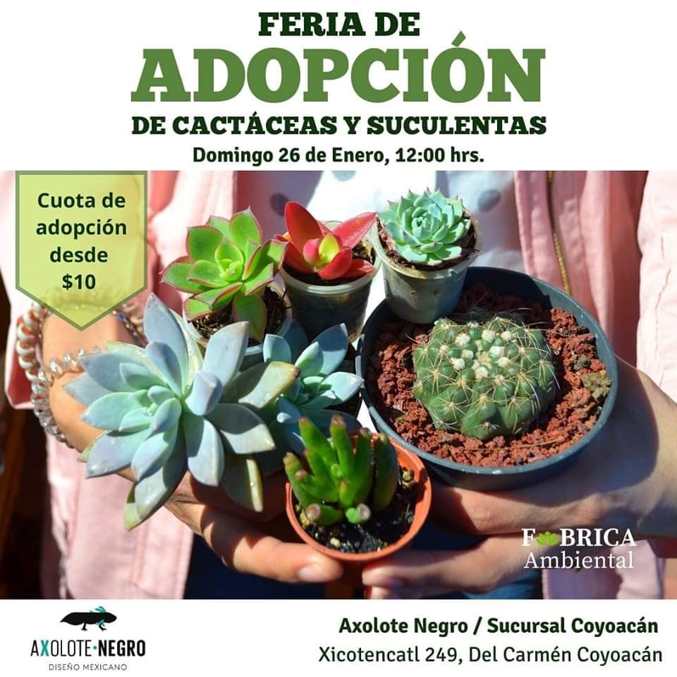Adopción de cactáceas y suculentas