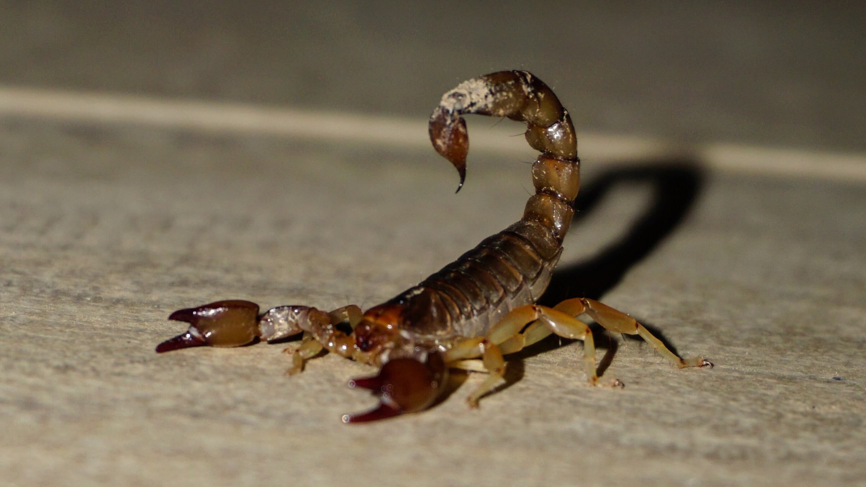 La mejor manera de ahuyentar alacranes usando su debilidad