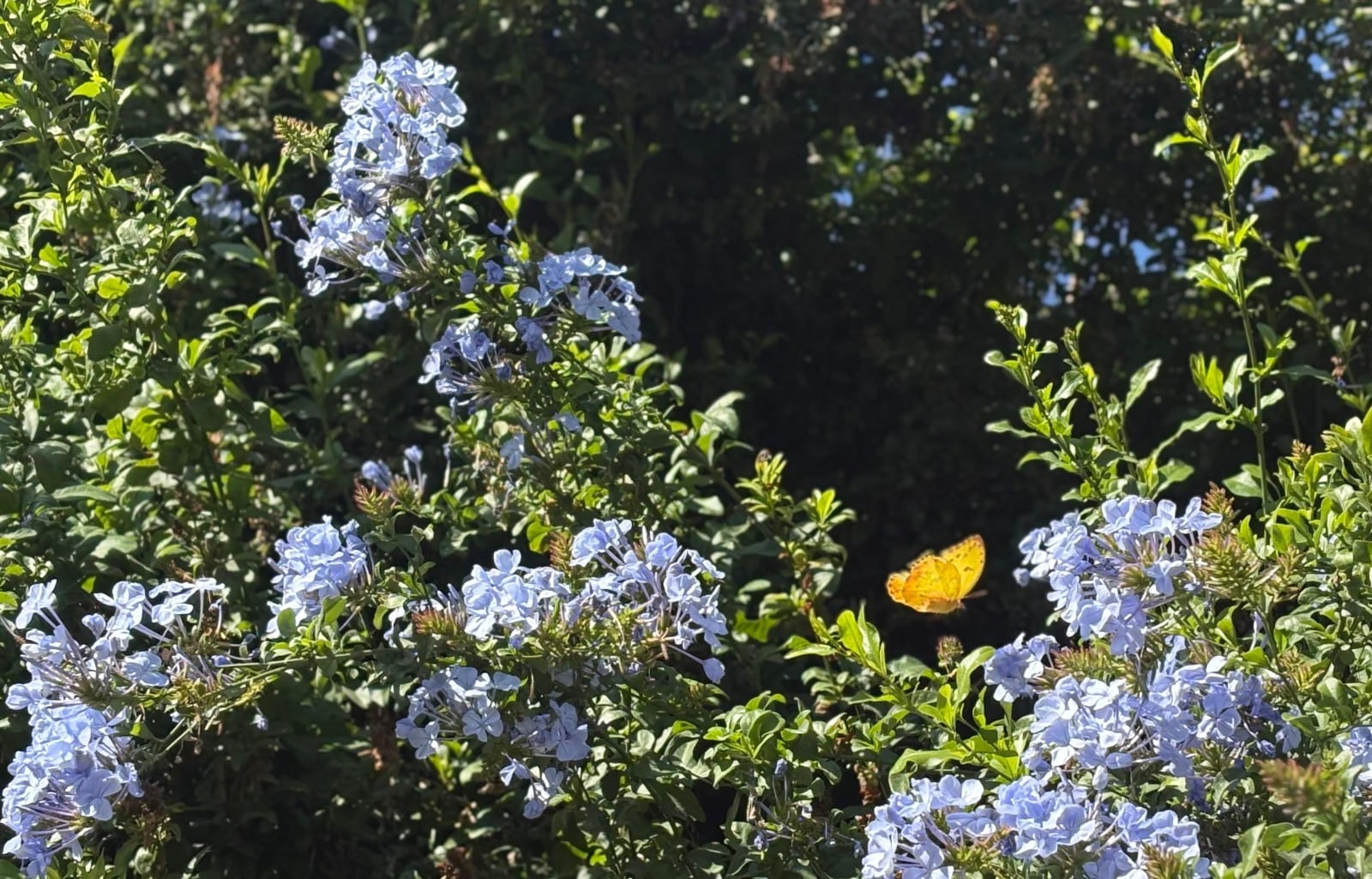 Mariposario del Parque Ehécatl en Ecatepec, se encarga de recuperar especies nativas