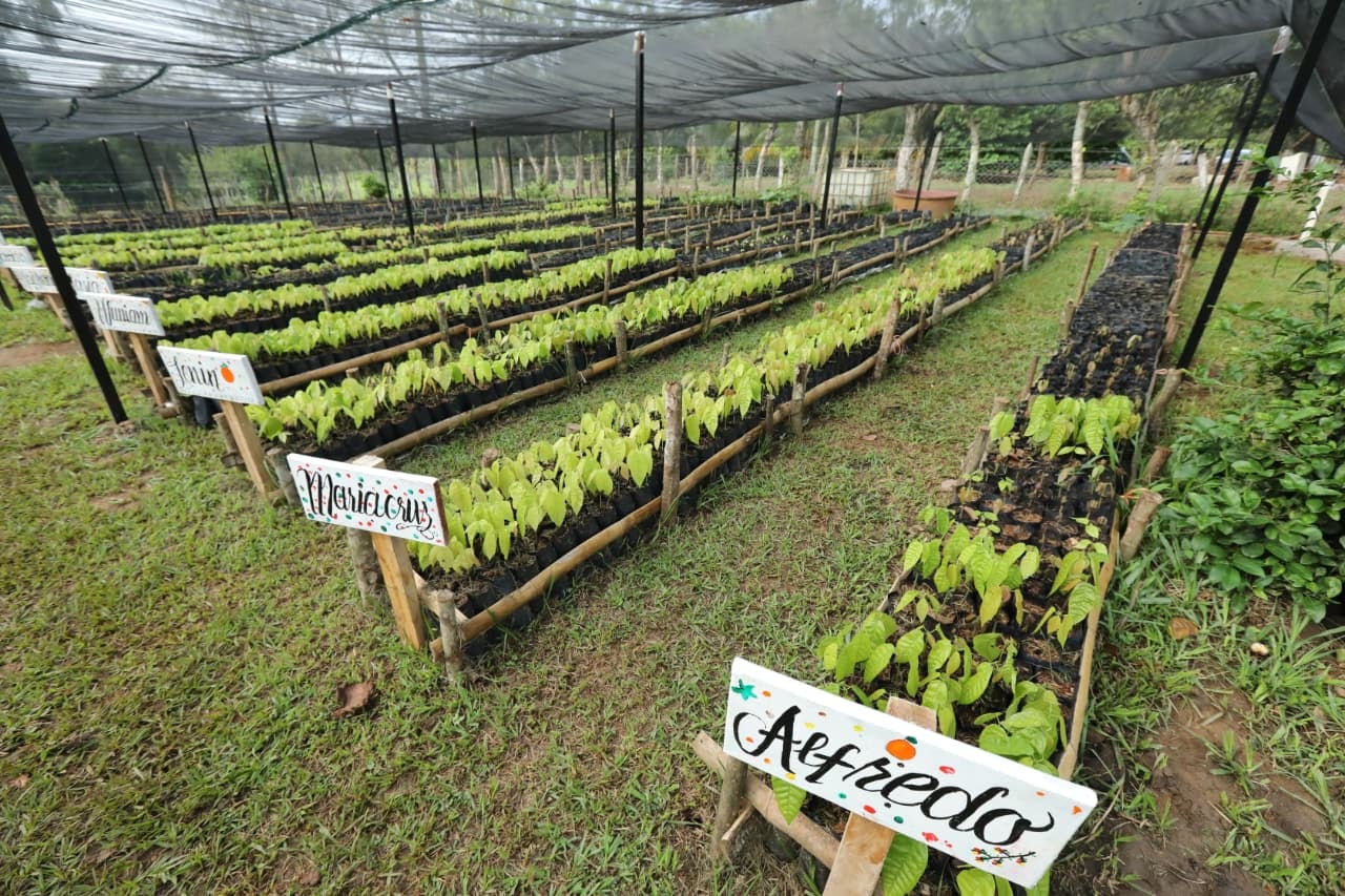 Sembrando Vida Tabasco impulsa economía de comunidades rurales