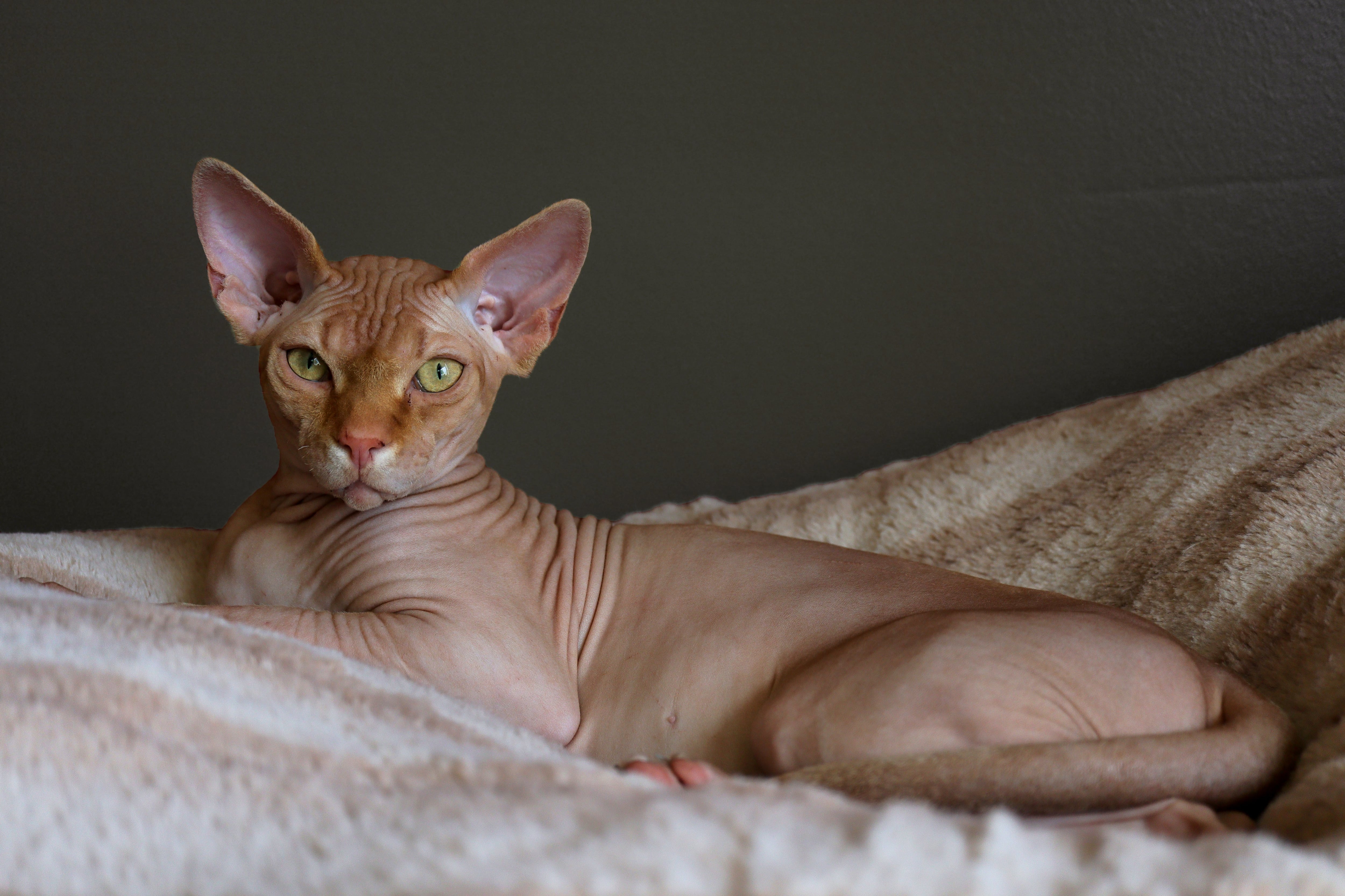 Raza de gato esfinge