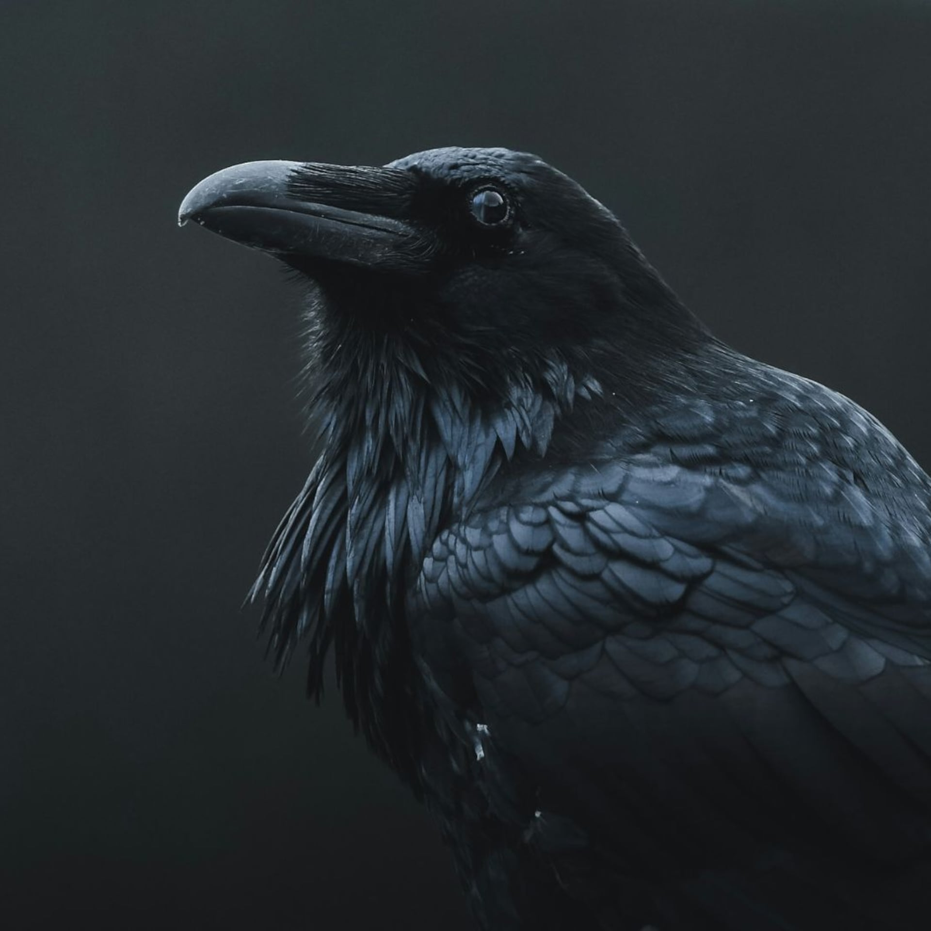 Las supersticiones más oscuras sobre los cuervos que debes conocer