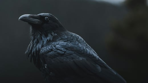 Las supersticiones más oscuras sobre los cuervos que debes conocer