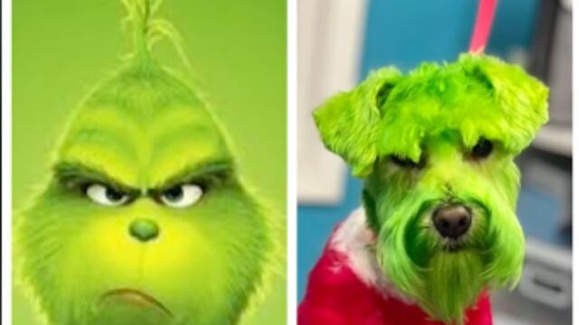 Tiñe de verde a su perro por Grinch