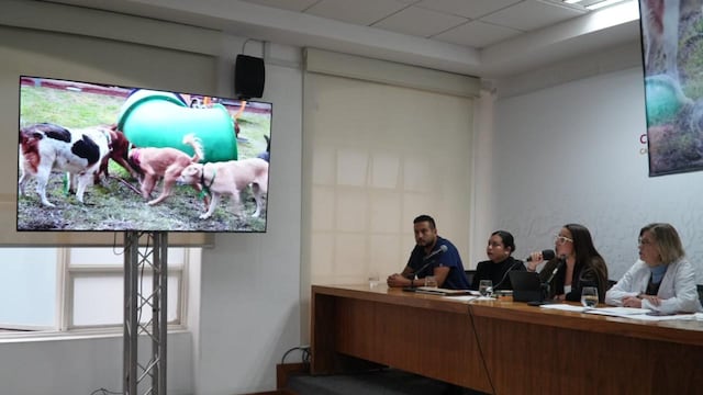 Murieron seis perros rescatados del Refugio Franciscano