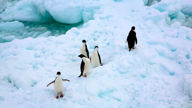 Pingüinos  en la Antártida