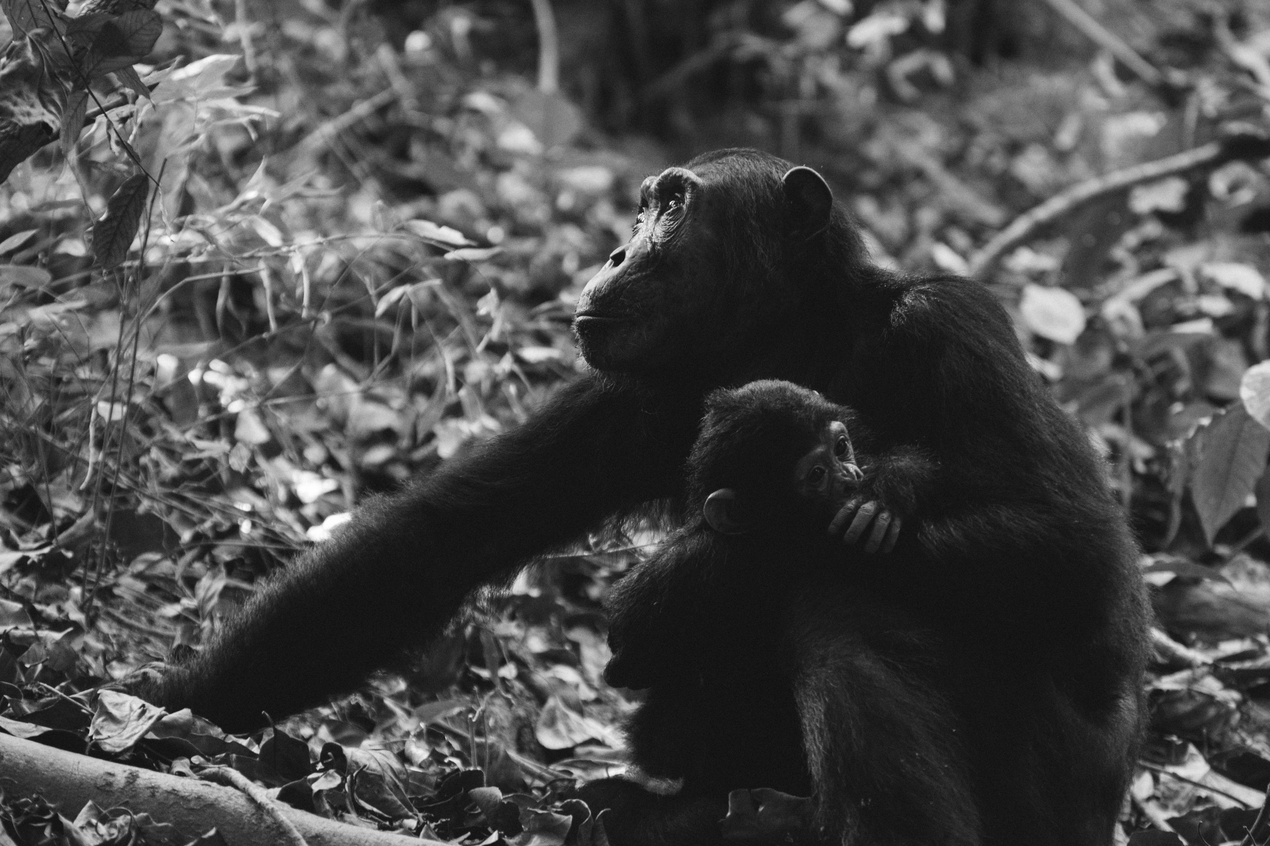 Chimpancés