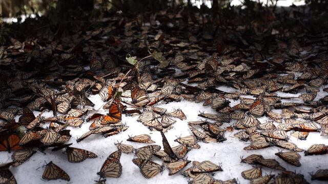 Durante el invierno de 2016 la concentración de nieve alcanzó hasta los 60 centímetros en el santuario El Rosario.