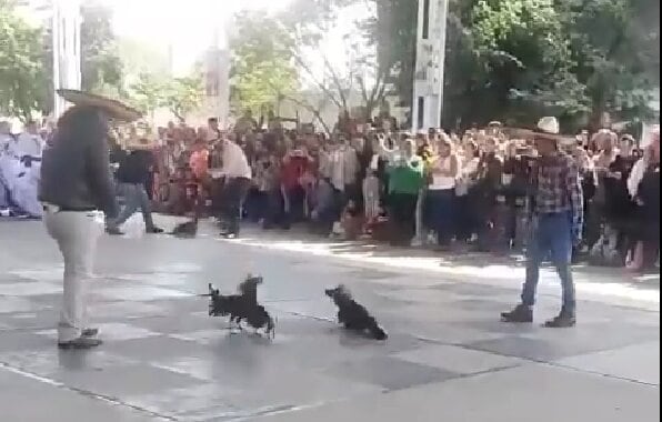 Llevaron sangrienta pelea de gallos a una escuela primaria en Hidalgo