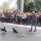 Llevaron sangrienta pelea de gallos a una escuela primaria en Hidalgo