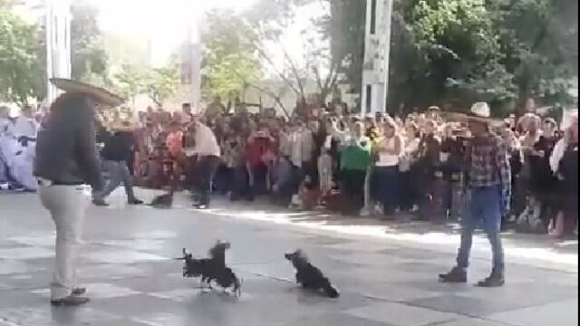 Llevaron sangrienta pelea de gallos a una escuela primaria en Hidalgo