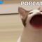 Lo más buscado en Google: Popcat es el juego más buscado del 2021 y el más jugado en Hong Kong y Tailandia