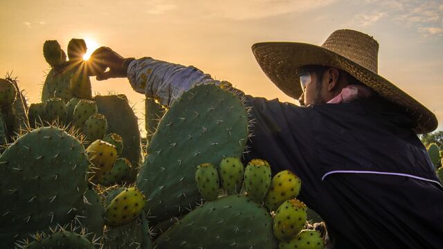 Recolectores cosechan la tuna en los campos de tuna de Otumba, México exporta principalmente este cactáceo a Estados Unidos y Canadá