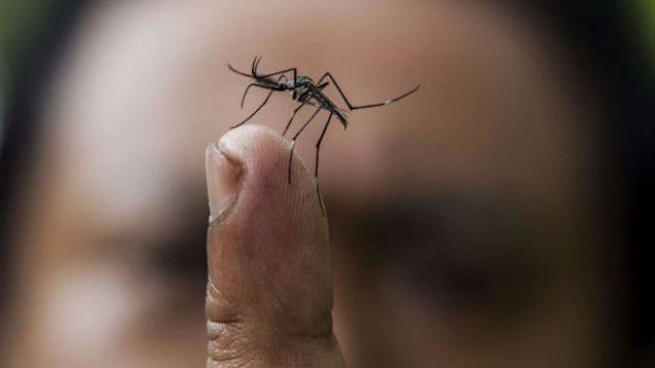 Chikungunya