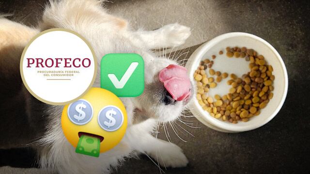 Profeco te dice cuáles son las mejores croquetas para perro
